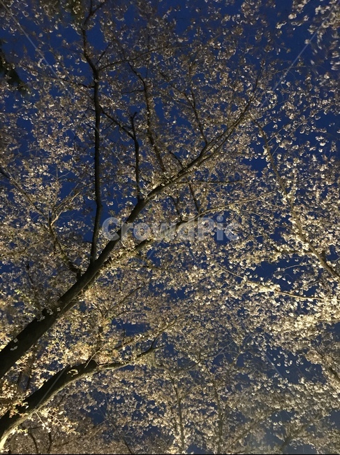 벚꽃,저녁,나무,자연,하늘,봄,계절,spring,season,야경,밤,풍경,nightscape,night,landscape,plant,식물