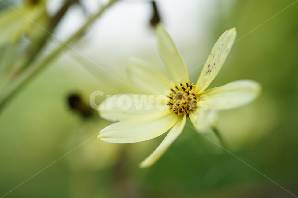 plant,식물,pollen,화분,꽃,flower,들꽃,식물,자연,plants,nature,꽃,flower