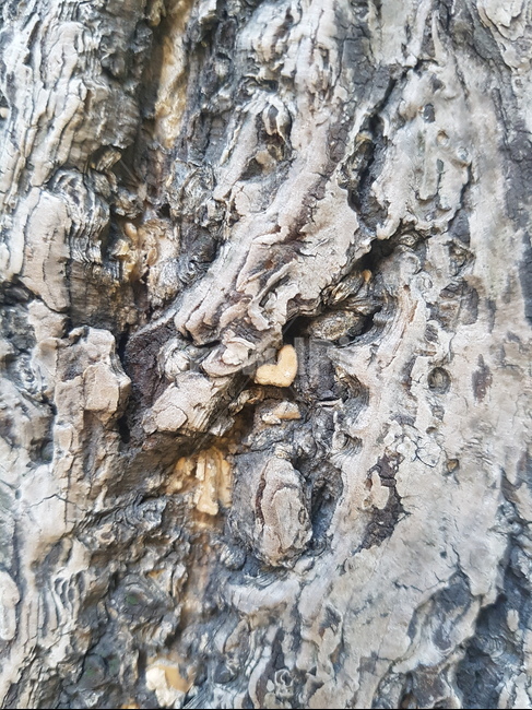 사랑,나무,love,tree,happlily
