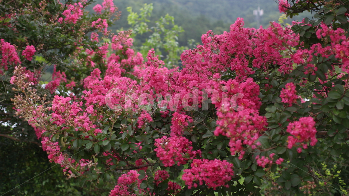 blossom,꽃,식물,geranium,flower,식물,자연,plants,nature,꽃,flower