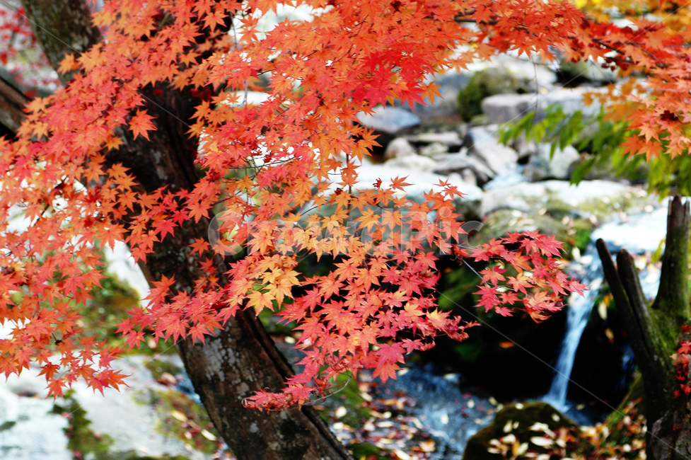 자연,풍경,가을,단풍,폭포,낙엽,빨강,계곡,nature,한국자연풍경,자연경관,landscape,가을,계절,fall,autumn,season,leaf,잎,plant,식물,tree,나무,maple