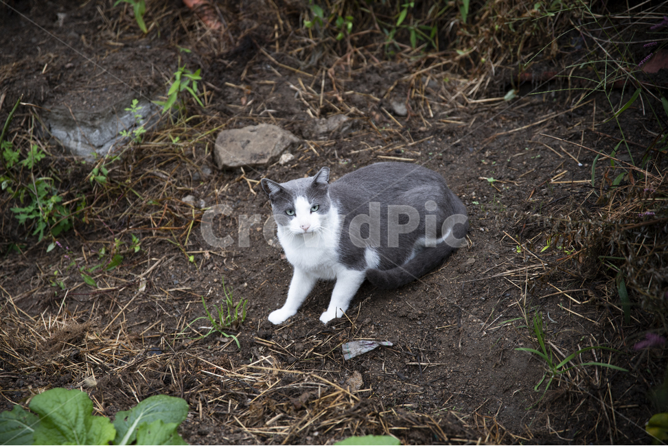 고양이,cat,동물,animal,애완,애완묘,동물,animal,포유류,mammal,고양이,cat,kitten,kitty