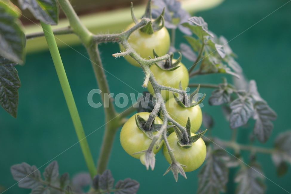 식물,방울토마토,재배,텃밭,과일,식물,자연,plants,nature,채소,야채,vegetables
