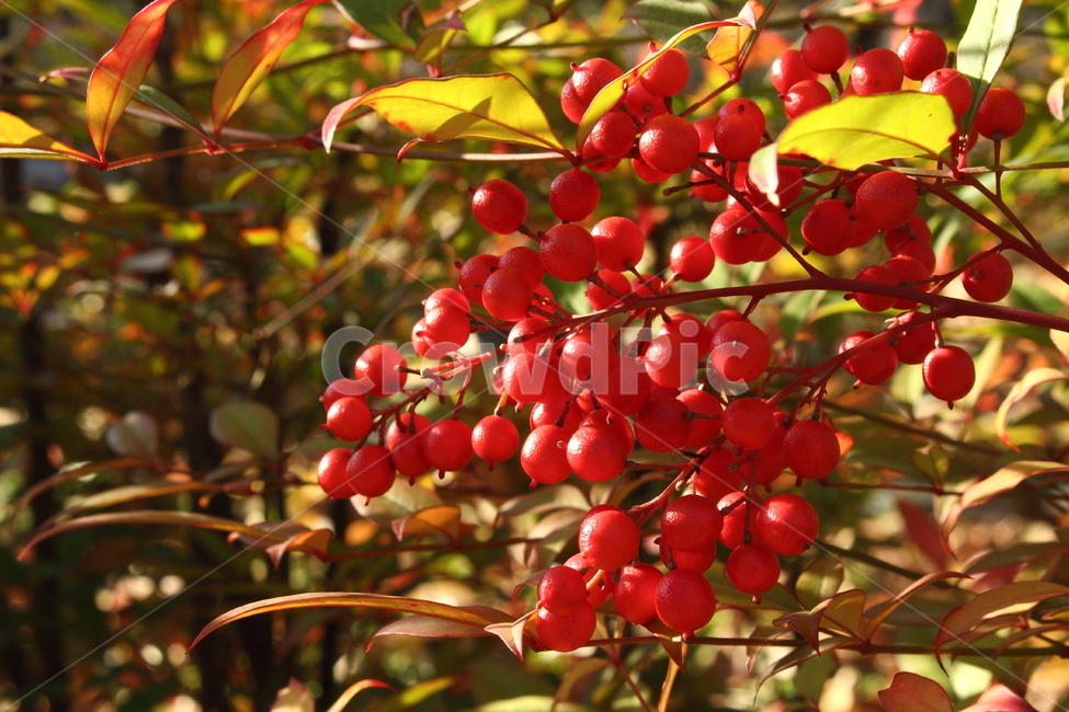 열매,공원,가을,화단,꽃,식물,자연,plants,nature,과일,열매,fruit
