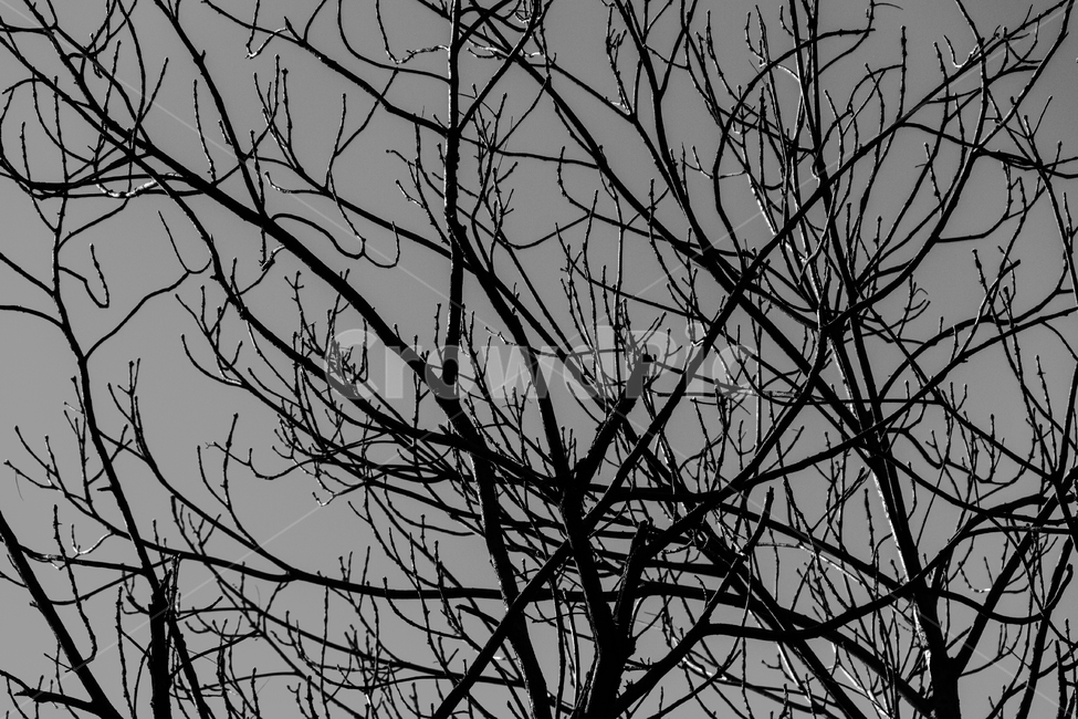 나무,tree,흑백사진,감성,자연,겨울,계절,winter,season,식물,자연,plants,nature,나무,trees,wood,흑백,모노톤,monochrome,black and white