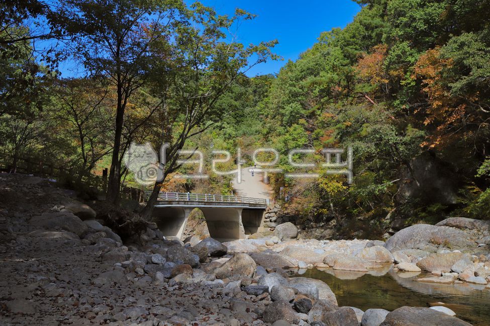Baemsagol,play with autumn leaves,mountain,forest,Valley,tree,autumn,Jiri Mountain,Maple,mountain climbing