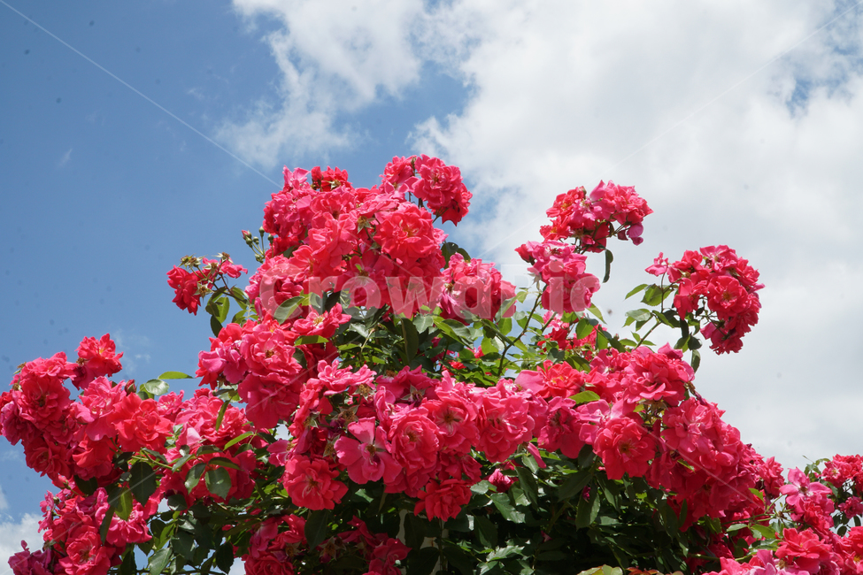 꽃,하늘,flower,plant,식물,구름,red,식물,자연,plants,nature,꽃,flower
