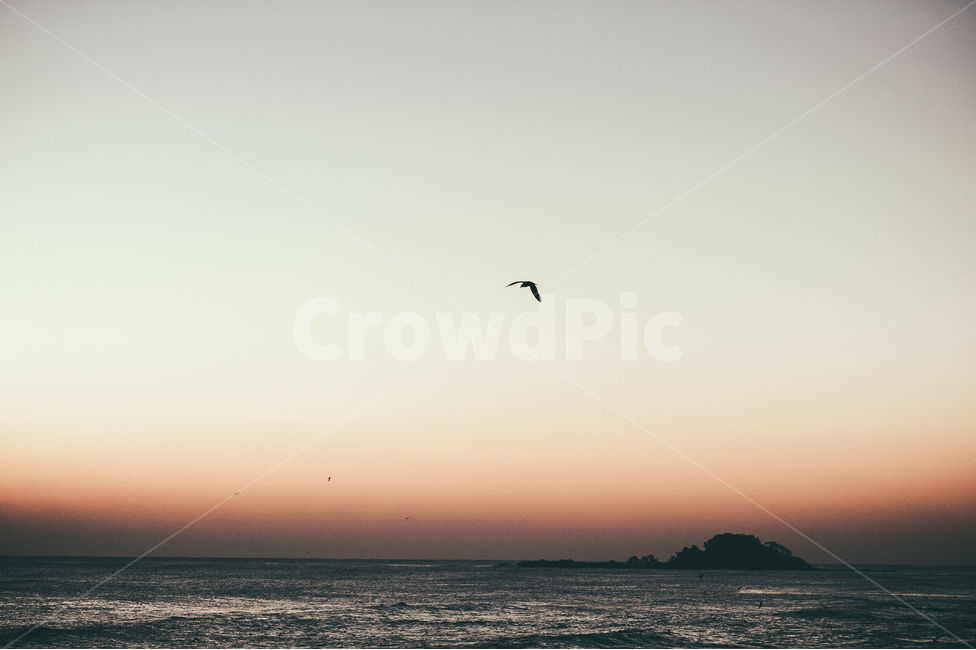 animal,동물,bird,새,leisureactivities,레저활동,adventure,모험,flying,나는,자연,풍경,nature,landscape,leisure activities,레저 활동