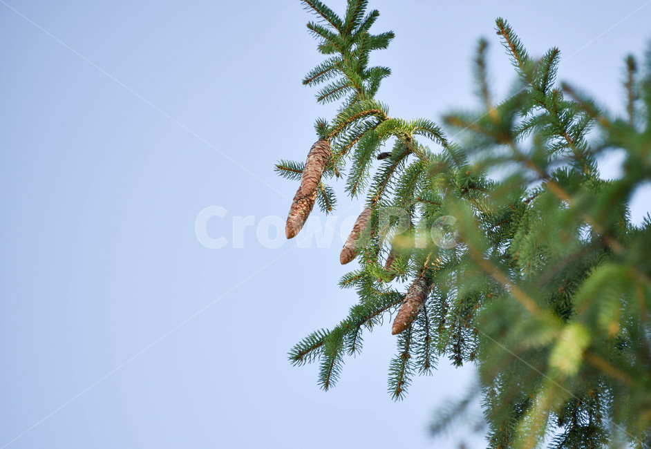 솔방울,나무,나뭇가지,식물,pinecone,식물,자연,plants,nature