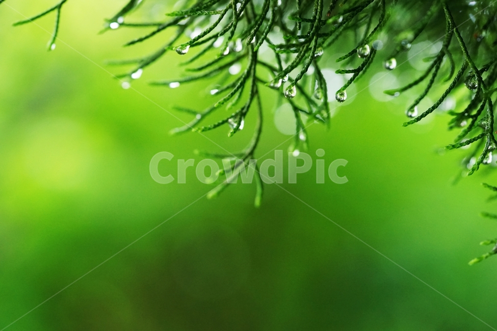 향나무,비,봄,유리구슬,옥구슬,연초록,투명,식물,자연,plants,nature,감성,sensible,feeling,비,비오는날,rain,rainy