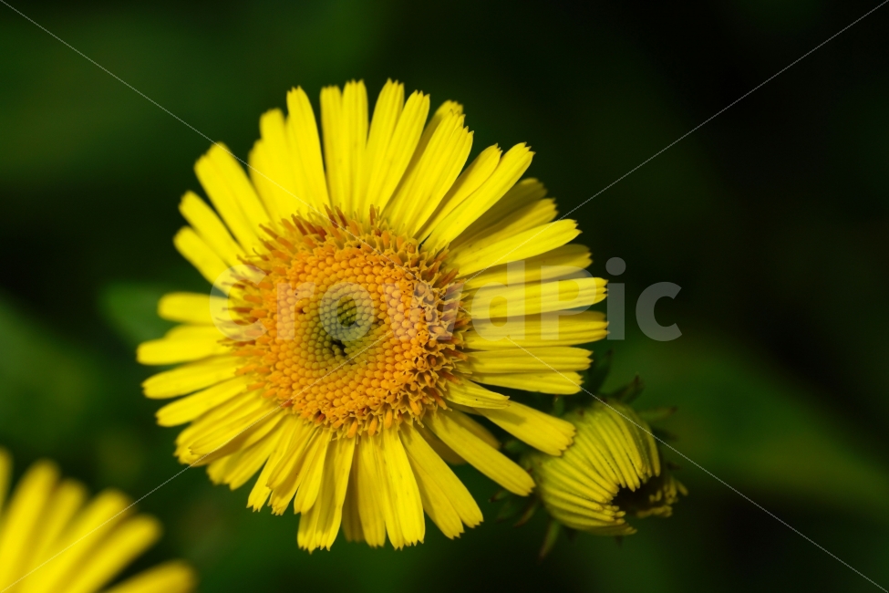금불초,꽃,플라워,식물,자연,꽃봉오리,flower,nature,접사,식물,자연,plants,nature,꽃,flower