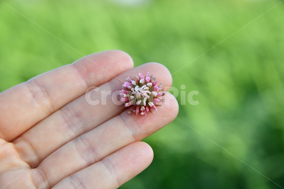 자연,꽃,손,손꽃,플라워,flower