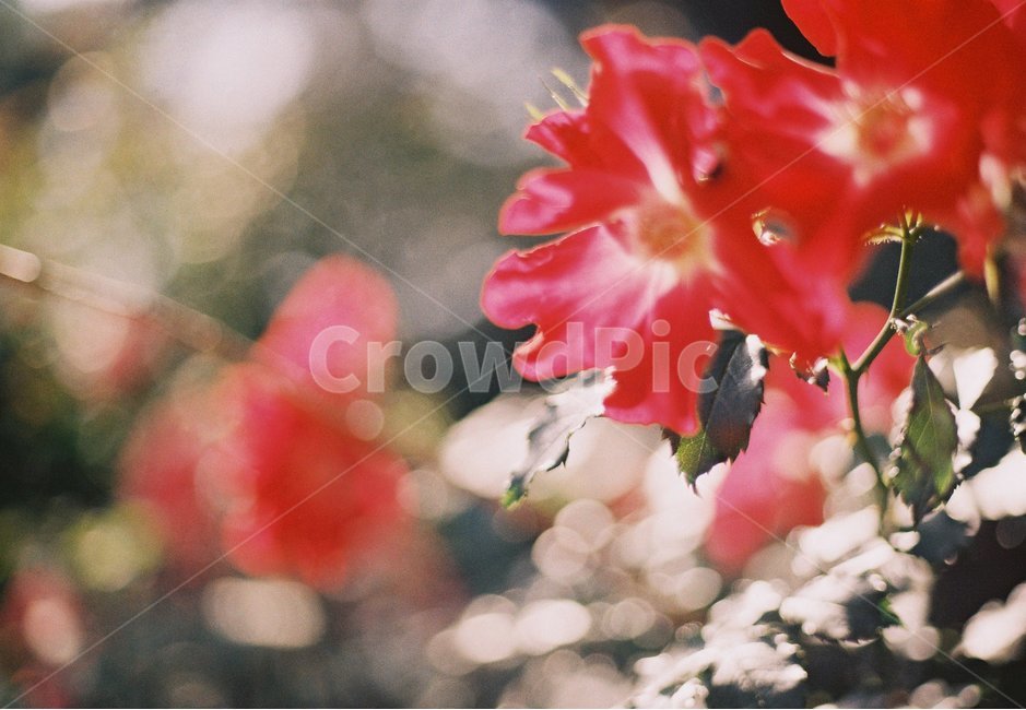 꽃,필름사진,filmphoto,감성,필카감성,일상,햇살,노을,아날로그,앤틱,여름,식물,자연,plants,nature,꽃,flower,감성,sensible,feeling