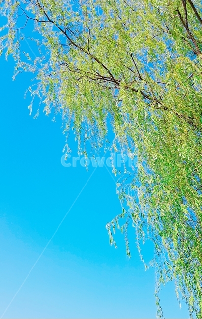 여름,버드나무,청량함,하늘,푸름,자연,풍경,nature,landscape,tree,나무,plant,식물