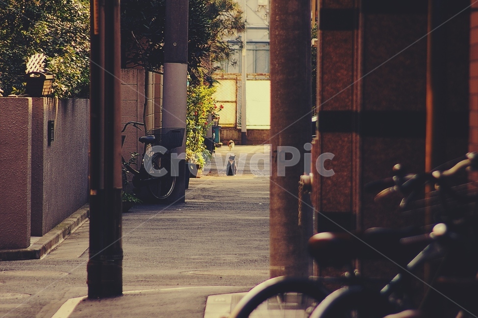 고양이,기다림,wait,cat,골목,마을,alley,town,friend,친구,도시,풍경,city,landscape,골목길,alley,해외,외국,세계,foreign,oversea,world,세계도시풍경,해외도시풍경,외국도시풍경,world cityscape,감성,sensible,feeling,machine,기계,wheel,바퀴