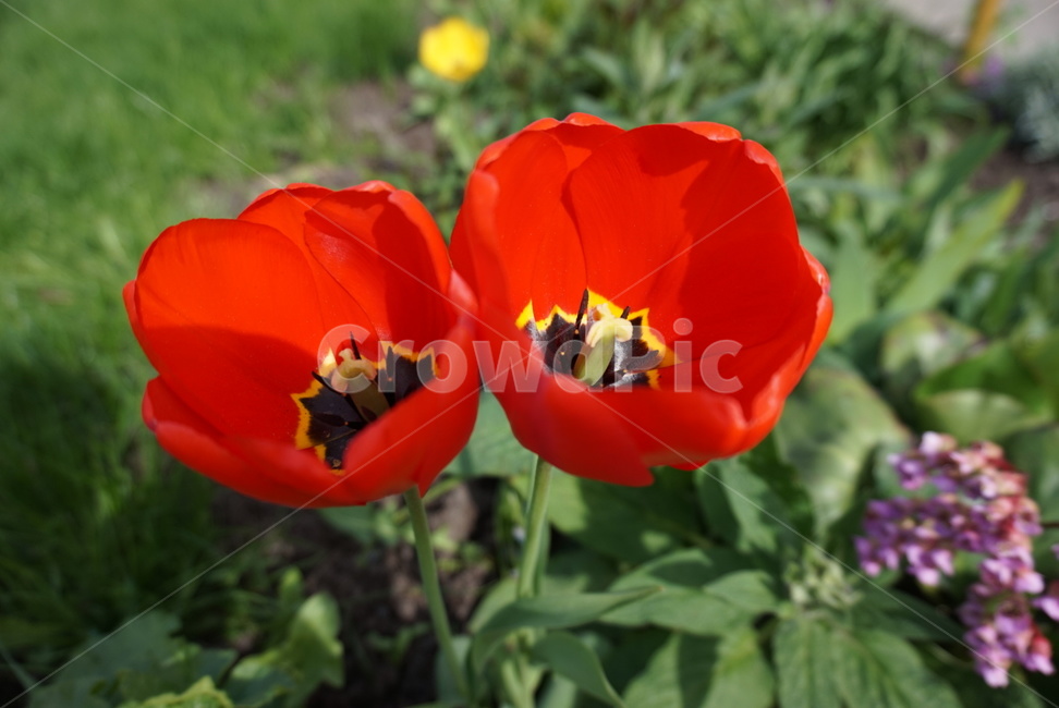 식물,꽃,튤립,꽃말,사랑고백,영원한사랑,매혹,빨강꽃,red,tulip,자연,nature,둘,식물,자연,plants,nature,꽃,flower
