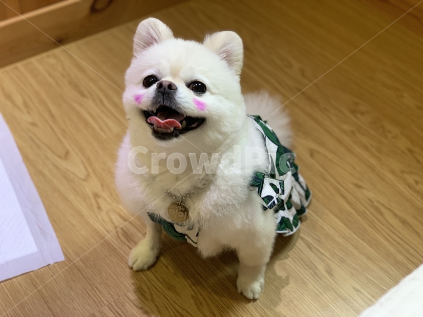 강아지,dog,포메리니안,포메,반려견,개,귀여운강아지,볼터치,강아지볼터치,pomeranian,동물,animal,포유류,mammal,개,강아지,dog,doggy