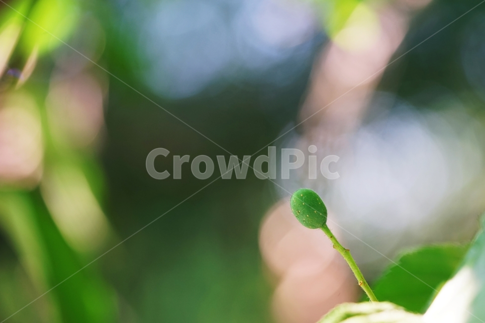 팥배나무,팥배나무열매,토종나무,산배나무,나무,아침햇살,식물,자연,plants,nature,과일,열매,fruit