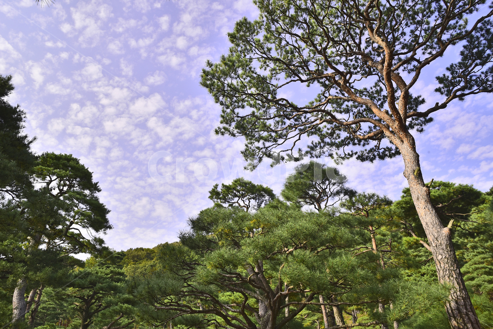소나무,화담숲,정원,가든,수목원,침엽수,상록수,파인트리,pinetree,forest,green,tree,plant,나무,식물,vegetation,초목,background,풍경,배경,백그라운드,한국자연경관,숲,그리너리,자연,네추럴,natural,환경,environment,healing,힐링,한국자연풍경,아웃도어,옥외,야외,outdoor,landscape,자연,풍경,nature,landscape