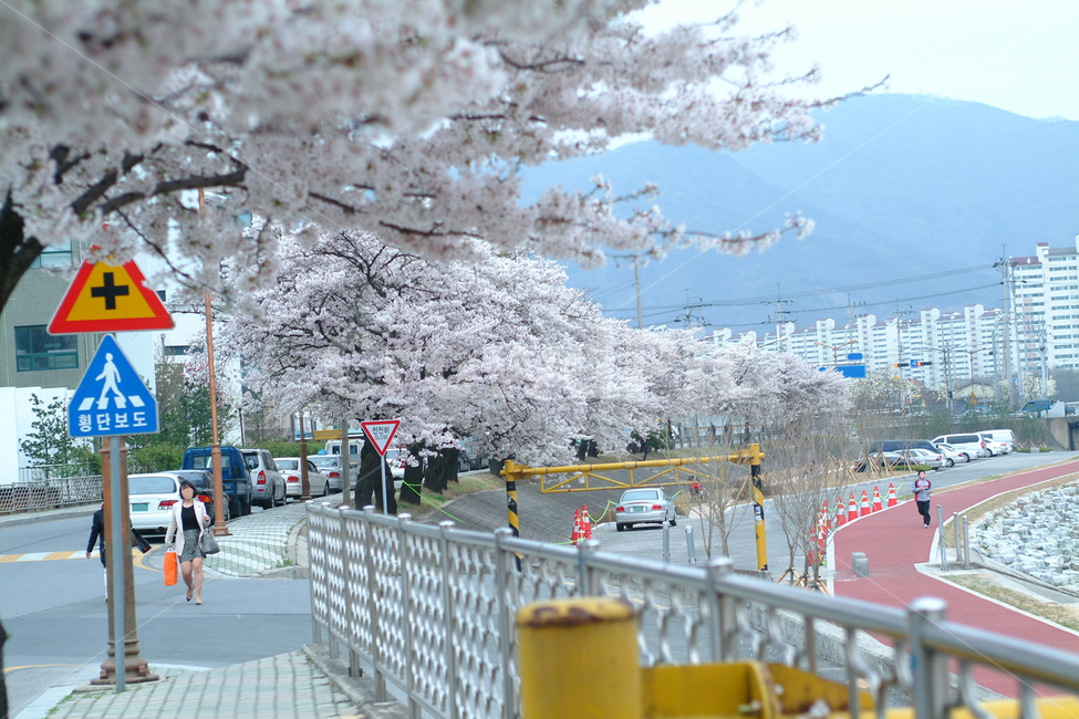 벚꽃,봄,가로수,곡선,체육공원