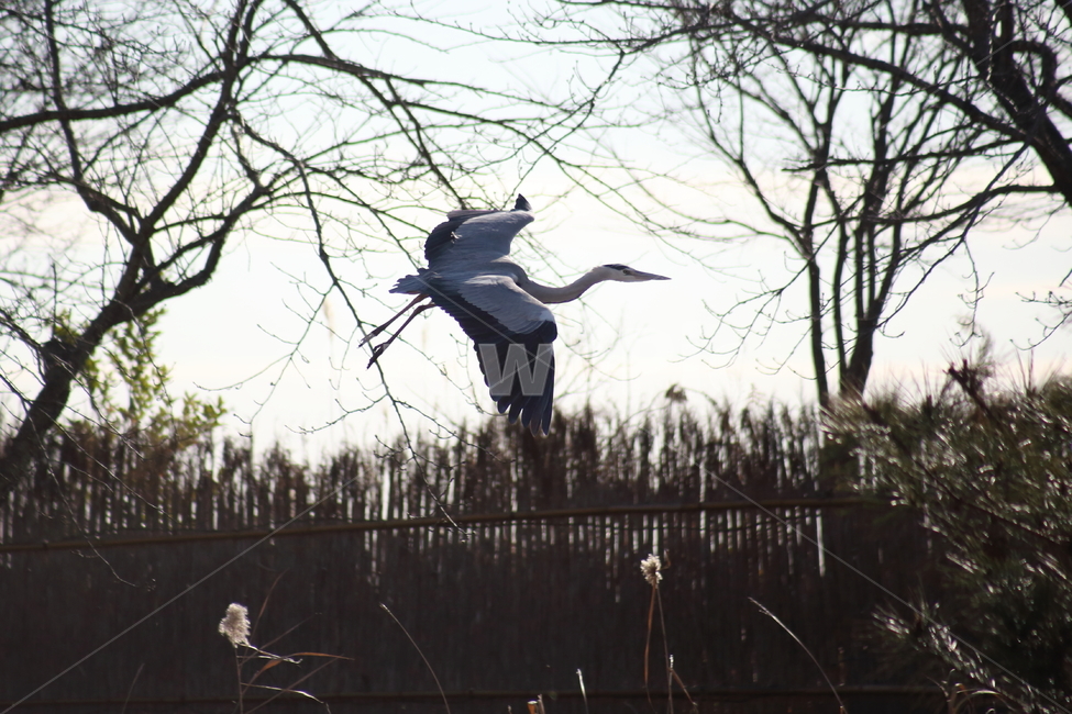 왜가리,새,조류,야생동물,heron,동물,animal,조류,새,birds