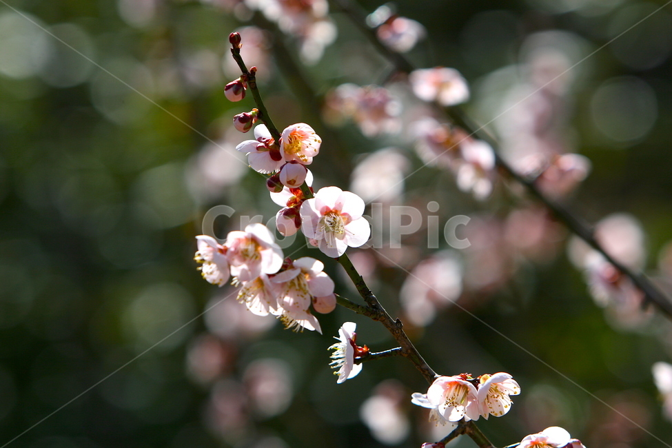natural,nature,flower,spring flowers,spring,plant,season,plum blossom,landscape