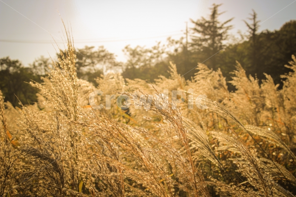 숲,억새,자연,풍경,경치,가을,계절,fall,autumn,season,식물,자연,plants,nature,감성,sensible,feeling,휴식,힐링,rest,relaxation,healing,grass,잔디,plant