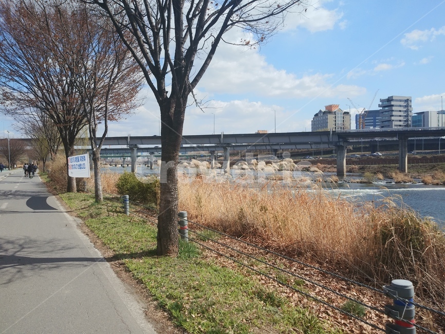 road,도로,plant,식물,tree,나무,건물,building,갈대,강,river