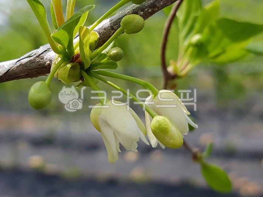 오미자꽃,오미자숫꽃,오미자덩쿨,오미자,식물,토종식물,flower,꽃,tree,나무,새싹,꽃잎