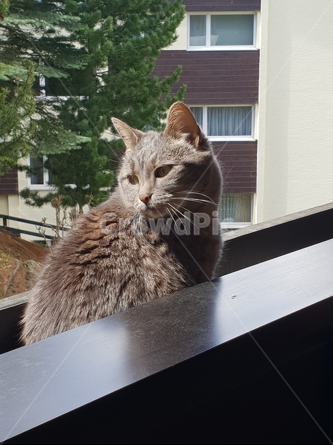 고양이,길고양이,귀여운,냐옹,cat,동물,animal,포유류,mammal,고양이,cat,kitten,kitty