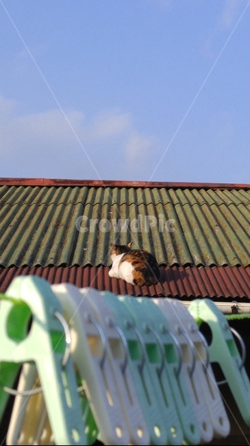 고양이,길고양이,지붕,고향,시골,빨래집게,할머니댁,하늘