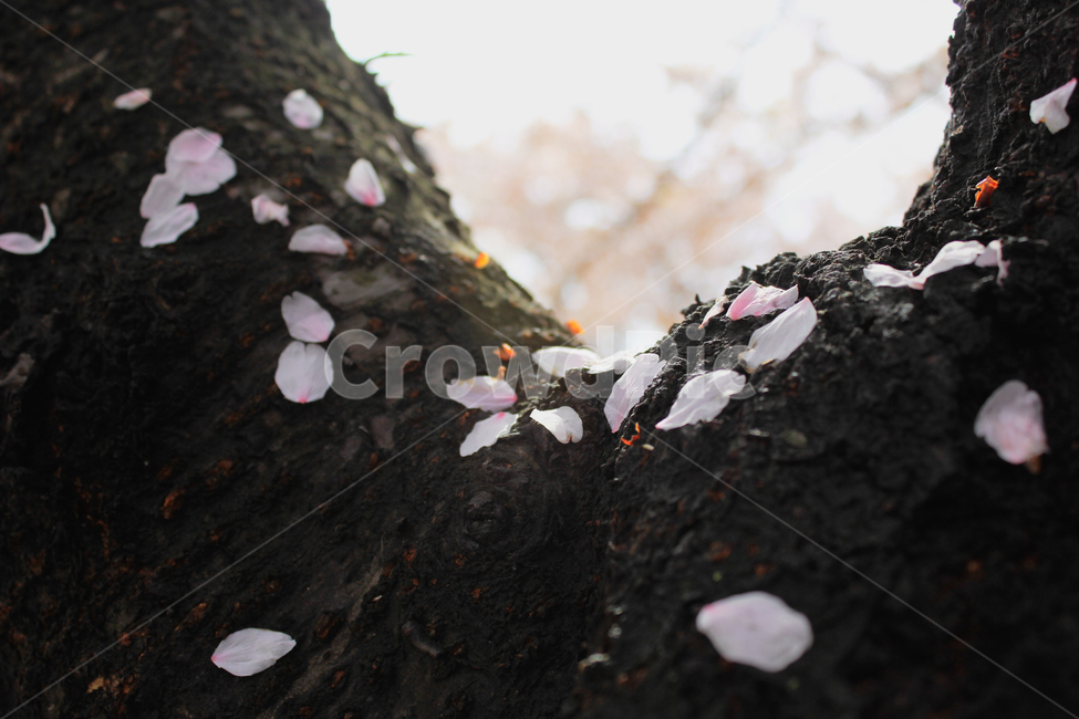 봄,벚꽃,꽃잎,나무,계절,낙화,벚꽃잎,식물,자연,plants,nature,꽃,flower