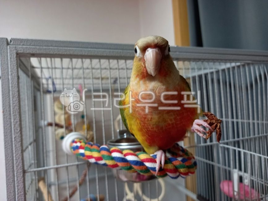 bird,conure,animal,parrot,pet,Pineapple Conure