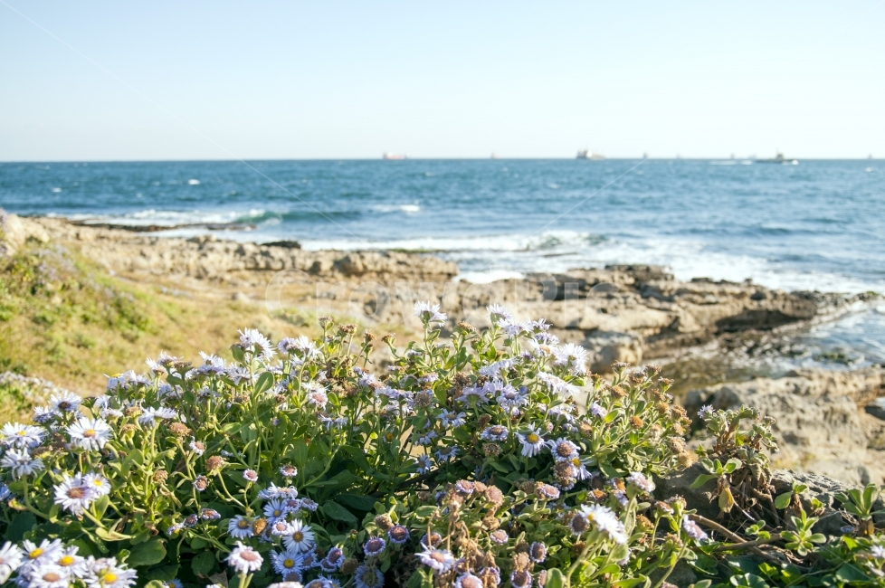 울산,바다,슬도,의자,감성,니콘,여행,휴식,힐링,생각,해변,바다,beach,sea,식물,자연,plants,nature,꽃,flower