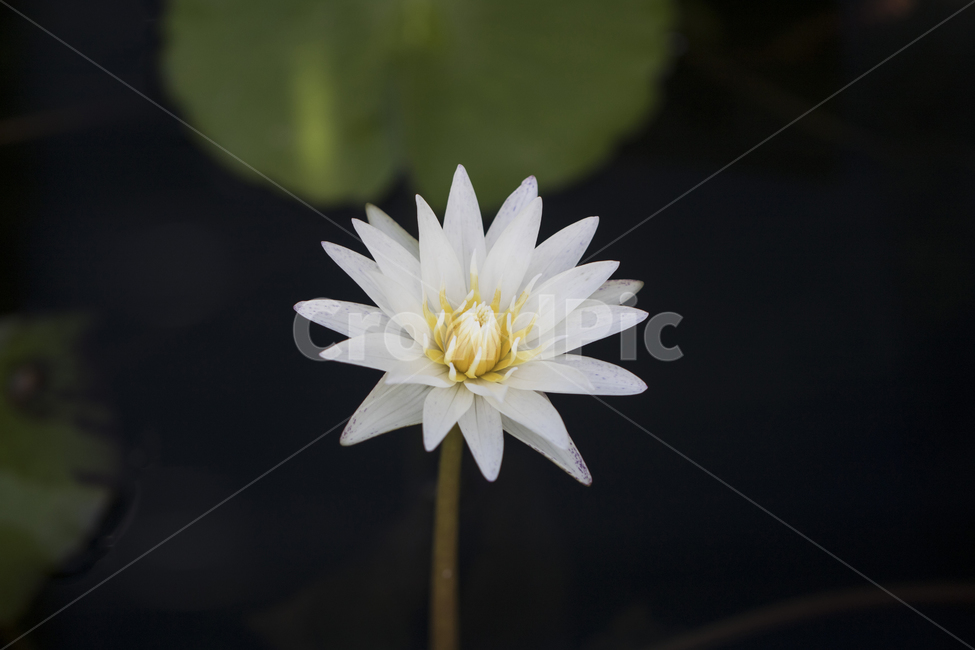 연꽃,수련,연못,못,꽃,식물,자연,반영,식물,자연,plants,nature,꽃,flower