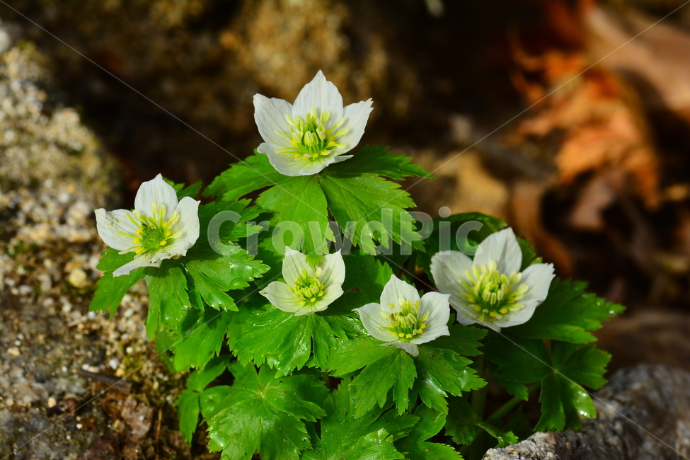 모데미풀,한국특산종,봄꽃,봄이미지,야생화,들꽃,꽃,꽃소식,flowers,beautiful,화려한,화사한,가든,plants,spring,pretty,예쁜,토종,우리꽃,그린,green,순수,작은,어린,귀여운,접사,마크로,macro,클로즈업,청정,봄,계절,spring,season,식물,자연,plants,nature,꽃,flower,plant