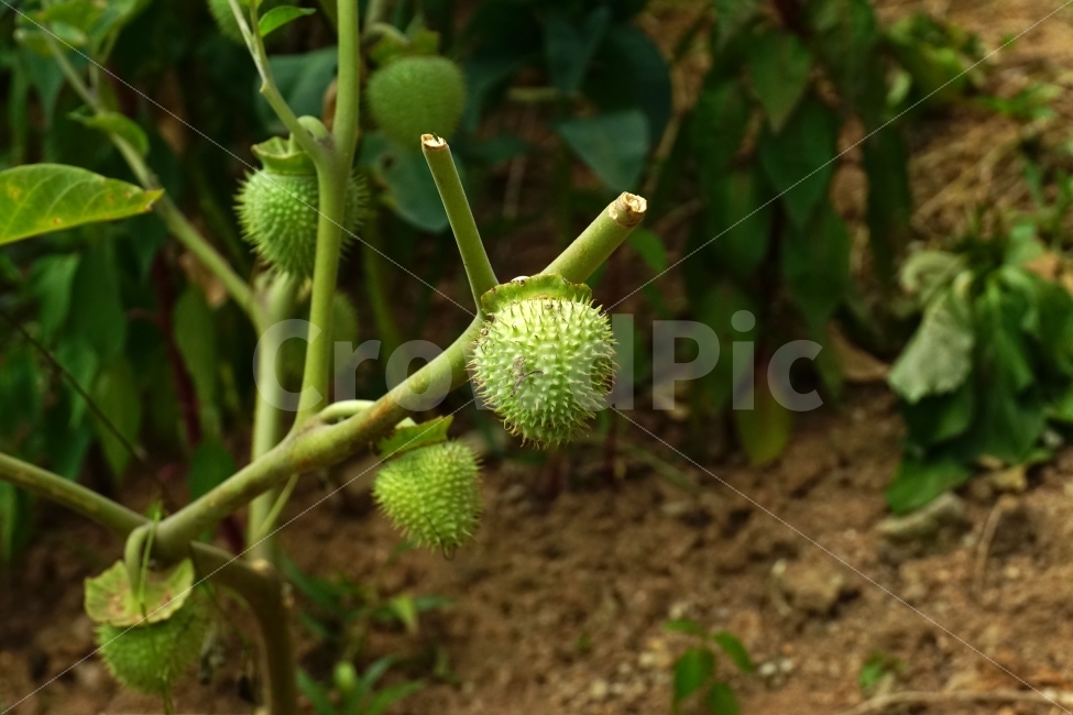 독말풀,식물,열매,씨앗,과일,자연,fruit,seed,nature,landscape,풍경,plant,plants,snap,snapshot,스냅,스냅사진,스넵,스넵사진,뾰족한,뾰족하다,뾰족뾰족,식물성,독성,datura,꽃봉오리,줄기,귀화식물,외래종,한해살이풀,잡초,한국의자연,한국자연,korea,식물,자연,plants,nature