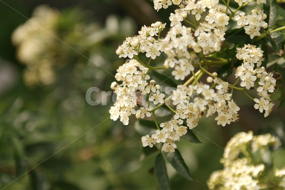 꽃,꿀벌,벌,곤충,감성,색감,컬러,색깔,color,plants,식물,자연,접사,nature,flower