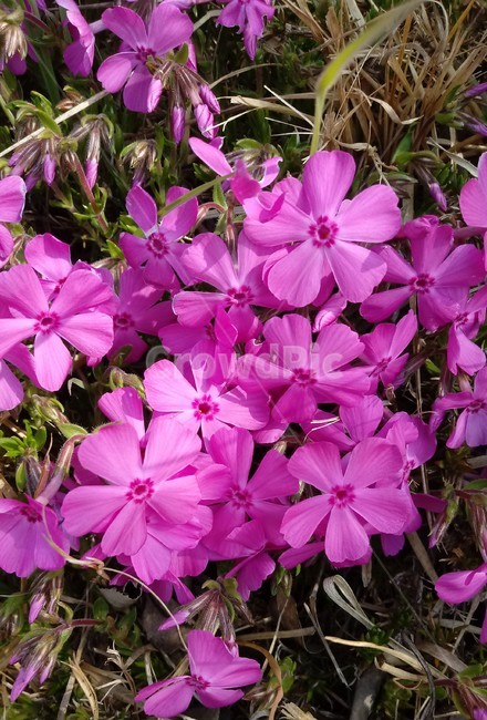 식물,꽃,plant,flower,봄꽃,꽃잔디