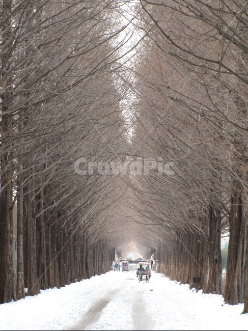 담양,메타세콰이어,겨울,감성,눈길,겨울,계절,winter,season,자연,풍경,nature,landscape
