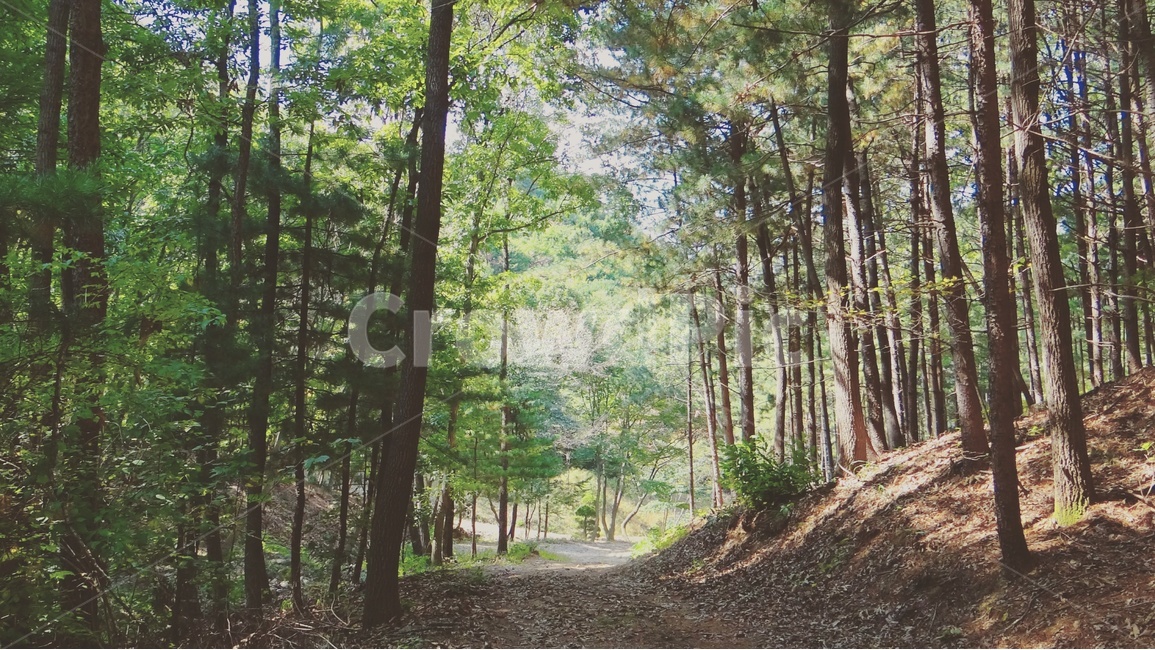 시골,자연,숲,길,산책,시골길,감성,감성사진,산,나무,초록,그린,풍경,풍경사진,mountain,nature,forest,trees,emotion,walking,green,road,시골풍경,시골감성,자연,풍경,nature,landscape,plant,식물,tree,vegetation,초목,woodland,삼림지,land,땅,outdoors,옥외,ground,바닥