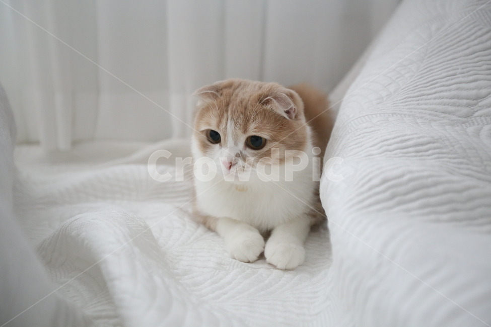 고양이,cat,kitten,반려묘,치즈색고양이,동물,animal,포유류,mammal,고양이,cat,kitten,kitty,감성,sensible,feeling