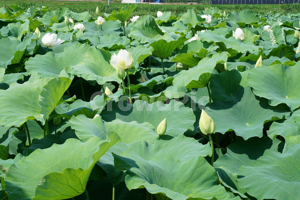 백련지,연꽃,백련,백목련,bailian,뱅년