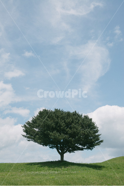 sky,natural scenery,outcast tree,nature,tree