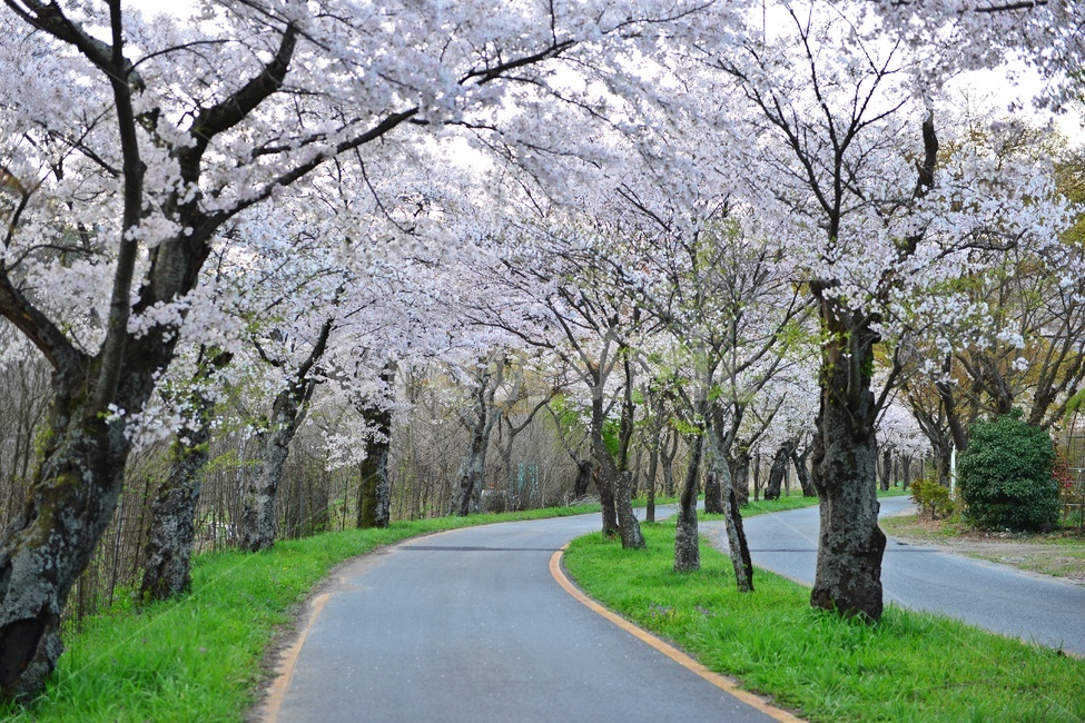 plant,식물,asphalt,아스팔트,nature,자연,outdoors,옥외,경치,경관,풍경,장성,백양사,백양사봄,봄,계절,벚꽃,벚꽃길,벡양사입구도로