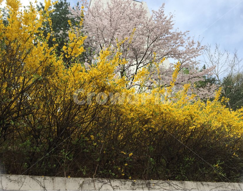 꽃,개나리,벛꽃,봄,자연,봄,계절,spring,season,식물,자연,plants,nature,꽃,flower,plant