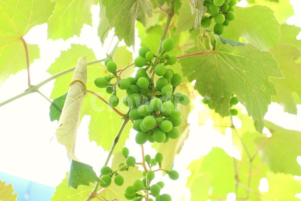 포도,청포도,과일,나무,자연,과일,열매,fruit