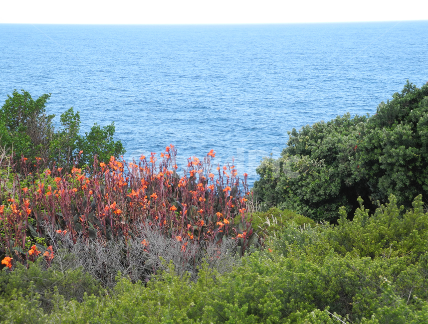 꽃,바다,해안,초목,bush,부시,plant,식물,land,outdoors,nature,자연,시드니,호주