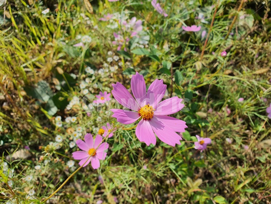 꽃,코스모스,식물,보라색꽃,자연,식물,자연,plants,nature,꽃,flower