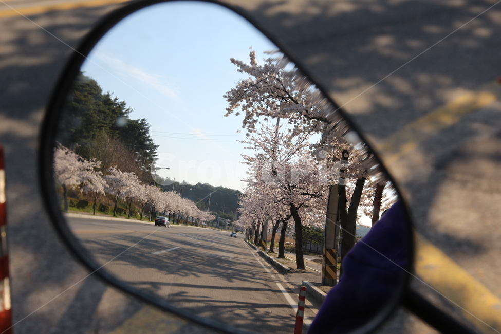 꽃,벚꽃,경포대,한국,봄,하늘,푸른,시골